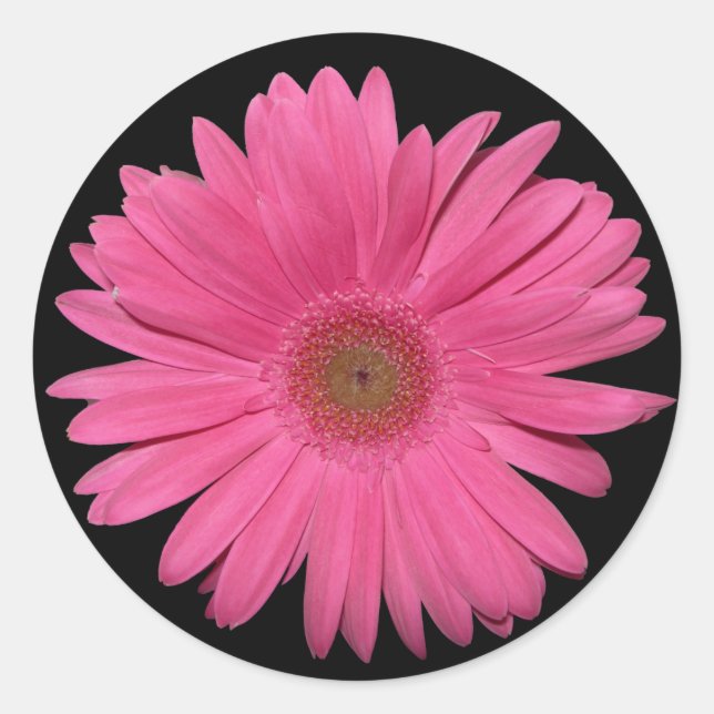Adesivo vinheta Gerber Daisy (Frente)