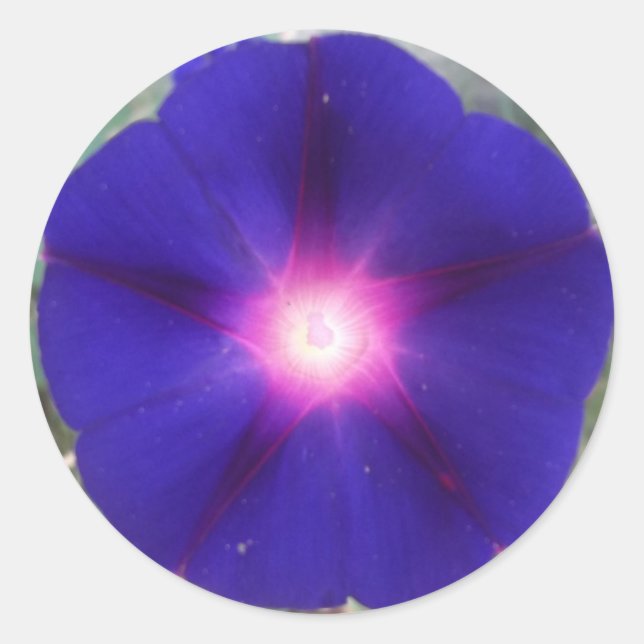 Adesivo Vinheta Glória da Manhã Escura (Frente)