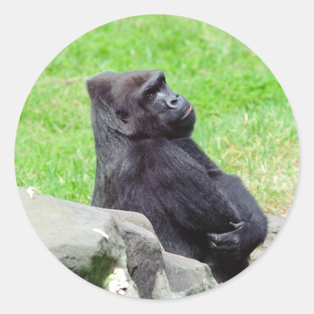 Adesivo Vinheta Gorilla Relaxing (Frente)