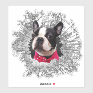 Adesivo Vinheta grande de Boston Terrier esmagada
