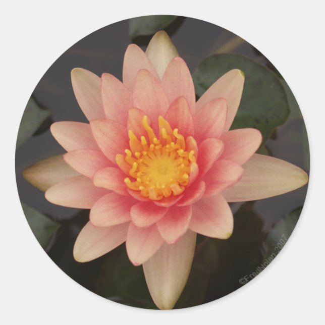 Adesivo Vinheta Lily v1 de água rosa (Frente)