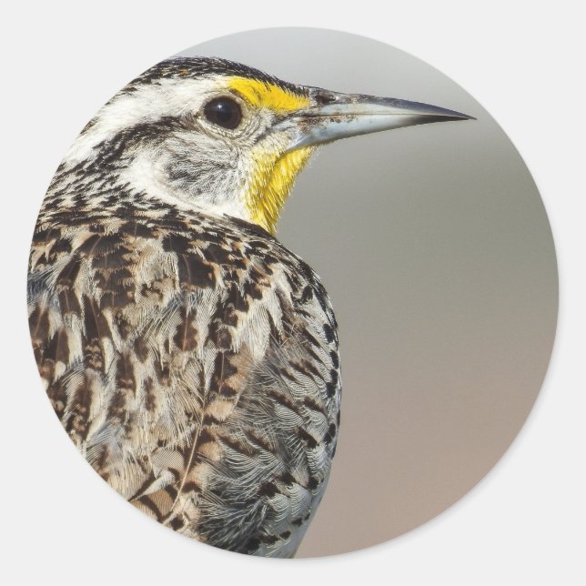 Adesivo Vinheta Meadowlark Ocidental (Frente)