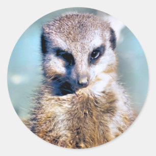 Adesivo Vinheta MEERKAT