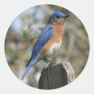 Adesivo Vinheta Mole Bluebird Oriental