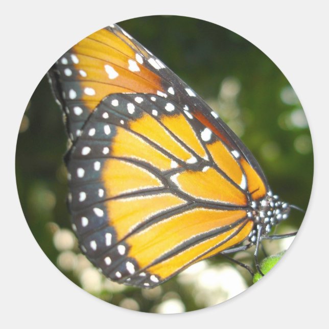 Adesivo Vinheta Monarca Butterfly (Frente)