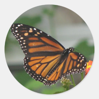 Adesivo Vinheta Monarca Butterfly
