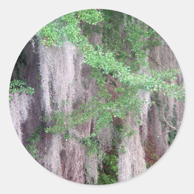 Adesivo Vinheta Moss Espanhola (Frente)