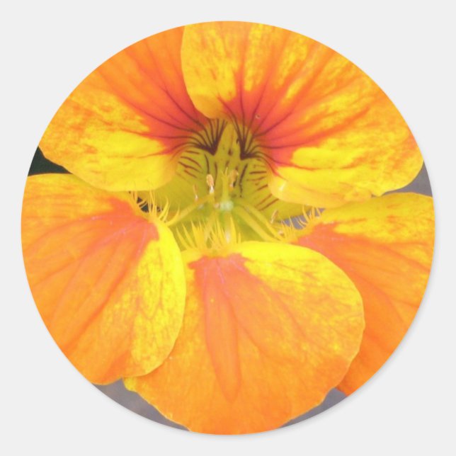 Adesivo Vinheta Nasturtium (Frente)
