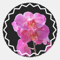 Vinheta Orquídea Rosa Sanguejante