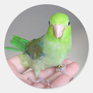 Adesivo Vinheta: Parrotlet Pacífico