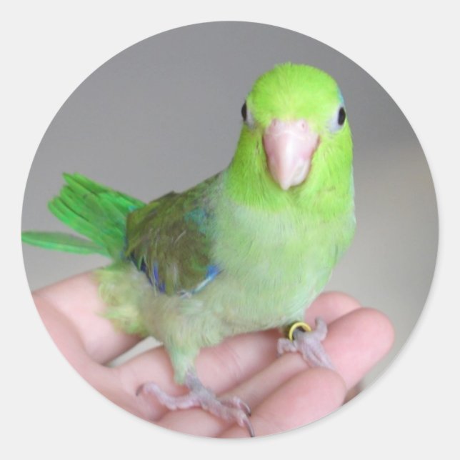 Adesivo Vinheta: Parrotlet Pacífico (Frente)