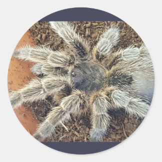 Adesivo Vinheta-penteada