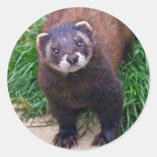 Adesivo Vinheta Polecat