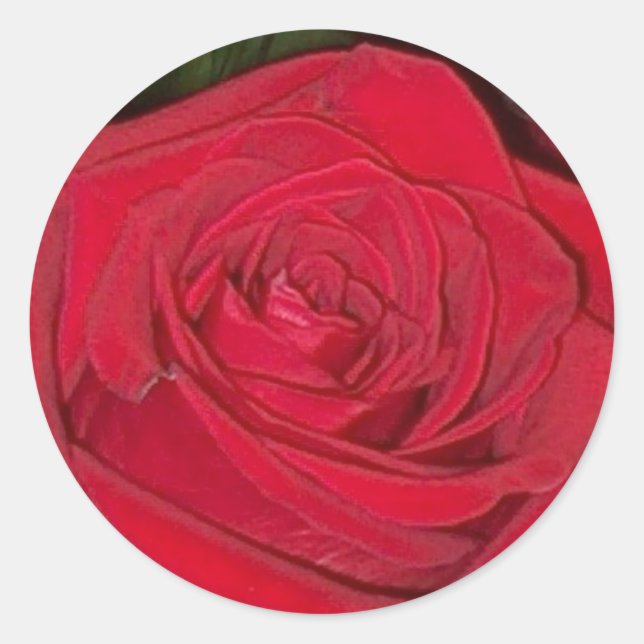 Adesivo Vinheta radiante de Rosa vermelha (Frente)