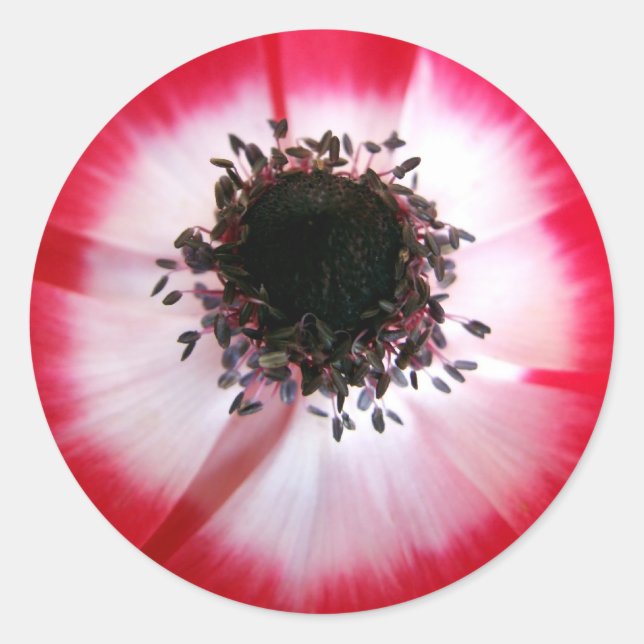 Adesivo Vinheta Red Flower Center (Frente)