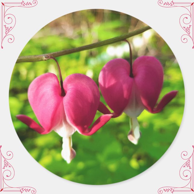 Adesivo Vinheta redonda bonito cor-de-rosa com sangramento (These pretty bleeding heart flower stickers will add a personal, floral touch to gifts/cards/crafts!)
