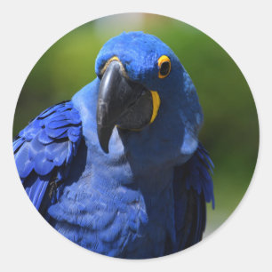 Adesivo Vinheta redonda clássica Hyacinth Macaw Blue