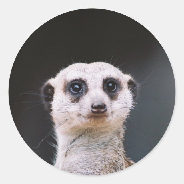 Adesivo Vinheta redonda Meerkat Lookout (Frente)