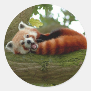 Adesivo Vinheta redonda Red Panda