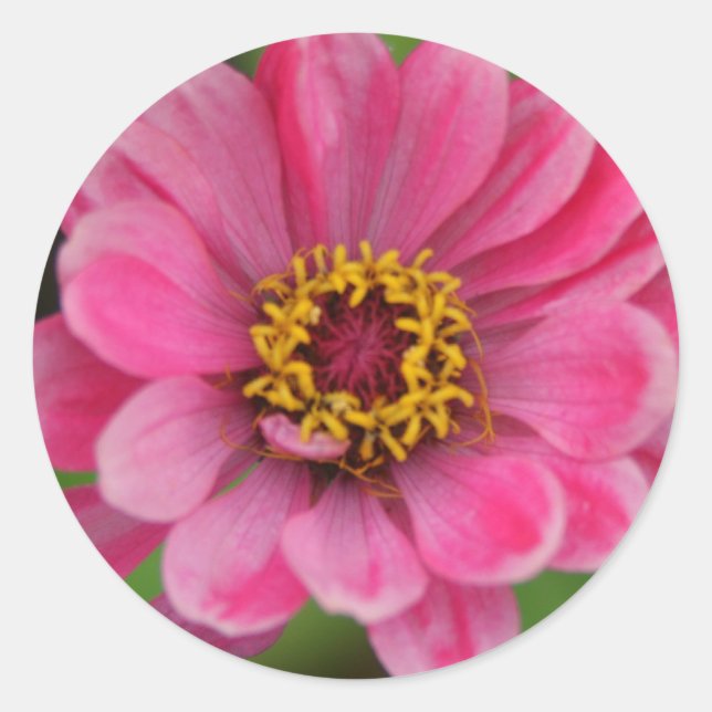 Adesivo vinheta rosa (Frente)