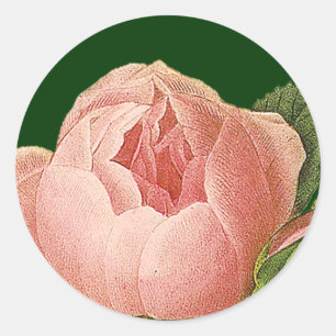 Adesivo Vinheta-Rosa de-couve-rosa