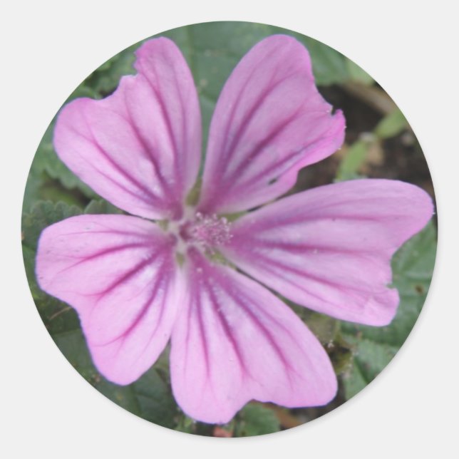Adesivo Vinheta Roxo-bonito (Frente)