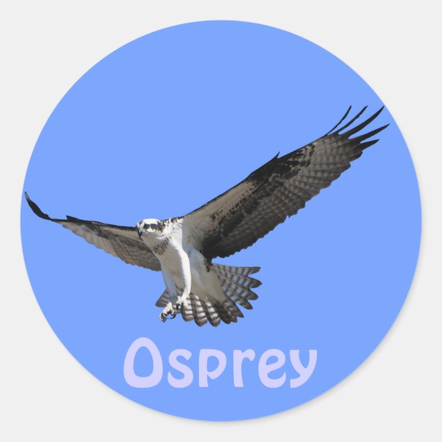Adesivo Vinheta Selvagem do Raptor Osprey Birdlover (Frente)