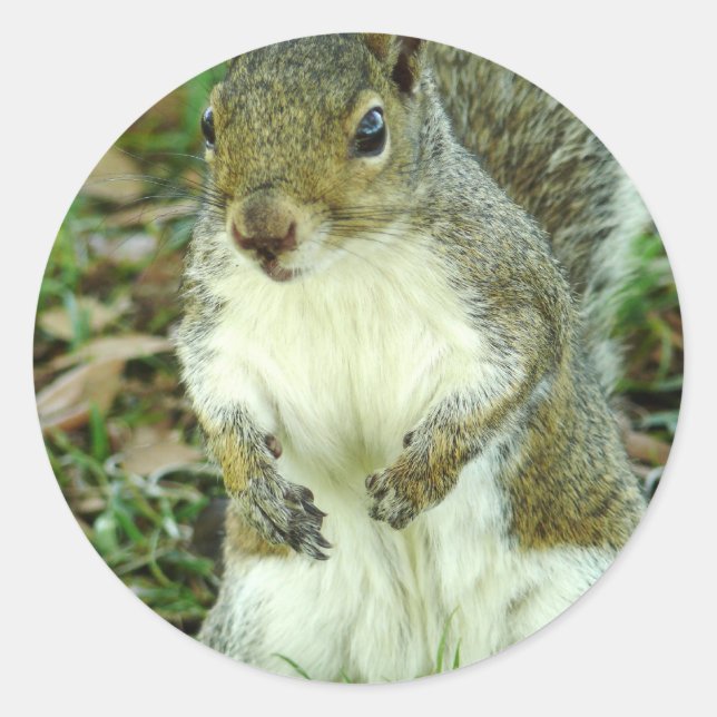 Adesivo Vinheta sem título (Frente)