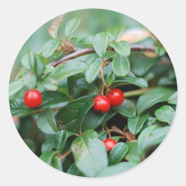 Adesivo Vinheta Summertime (Frente)