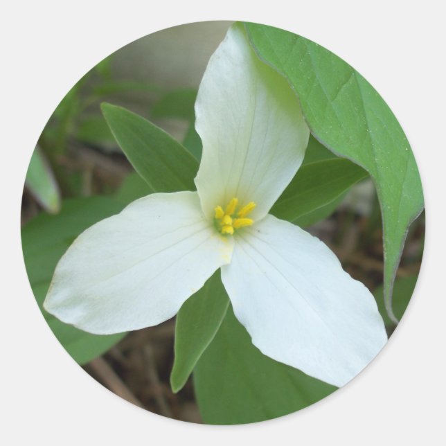 Adesivo Vinheta Trillium (Frente)