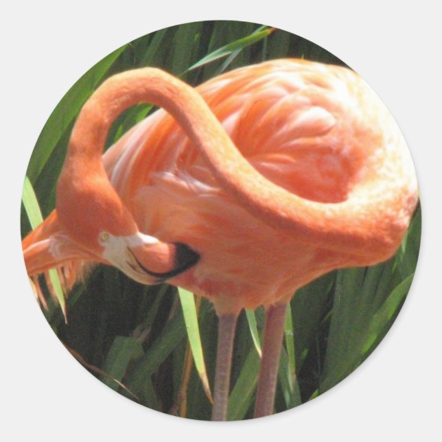 Adesivo Vinheta Tropical Flamingo (Frente)