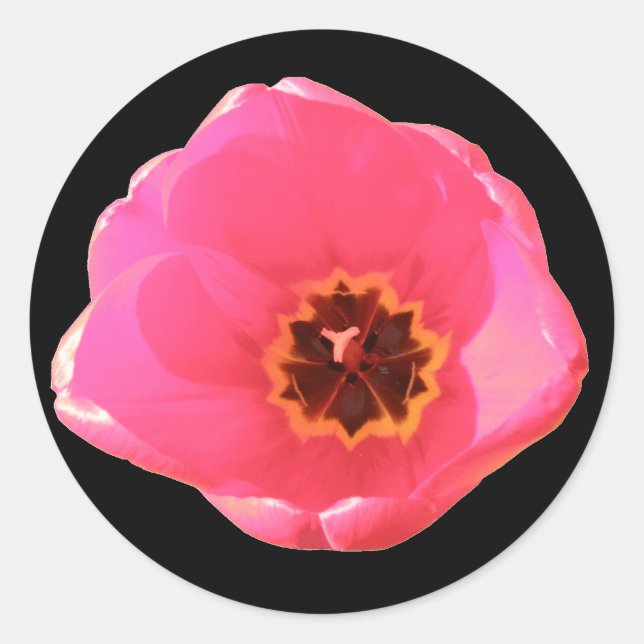 Adesivo Vinheta Tulip Rosa (Frente)