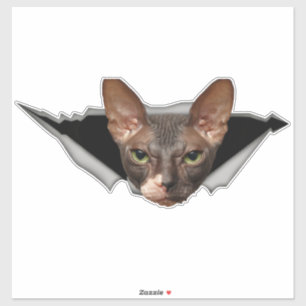 Adesivo Vinheta-vara-vara-vara-vara-gata-esphynx decal