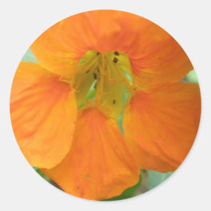 Adesivo Vinhetas bonito de Nasturtium laranja