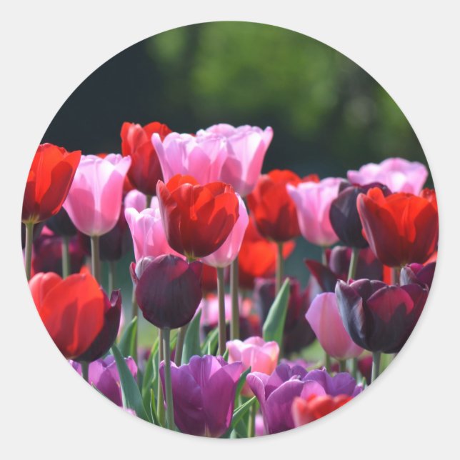 Adesivo Vinhetas das Tulipas (Frente)