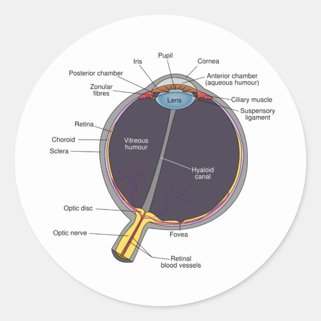 Adesivo Vinhetas de anatomia ocular (Frente)