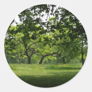 Adesivo Vinhetas de árvores