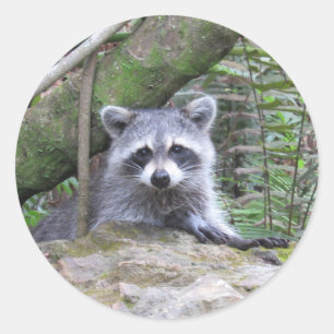 Adesivo Vinhetas de bebê raccoon