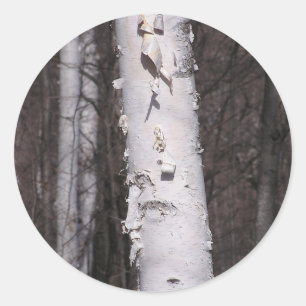 Adesivo vinhetas de Betula Branca Americana (Betula papyri