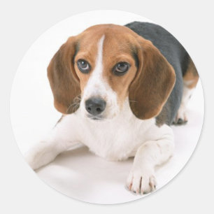 Adesivo Vinhetas de cães-beagle