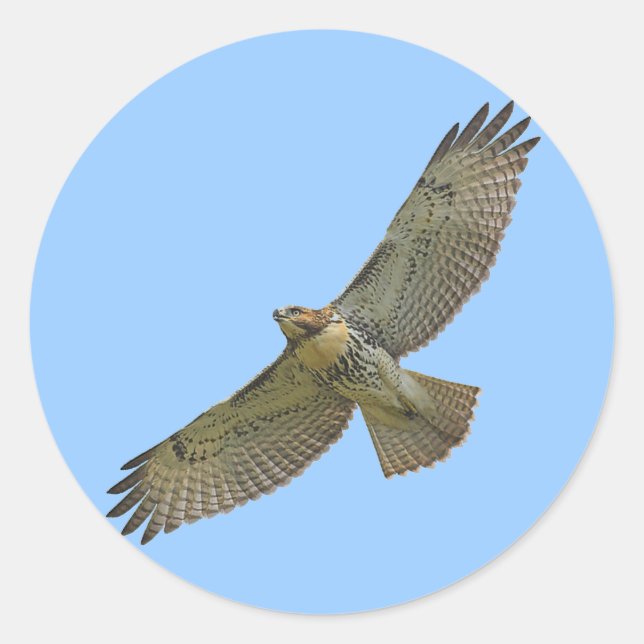 Adesivo Vinhetas de cauda vermelha (Frente)