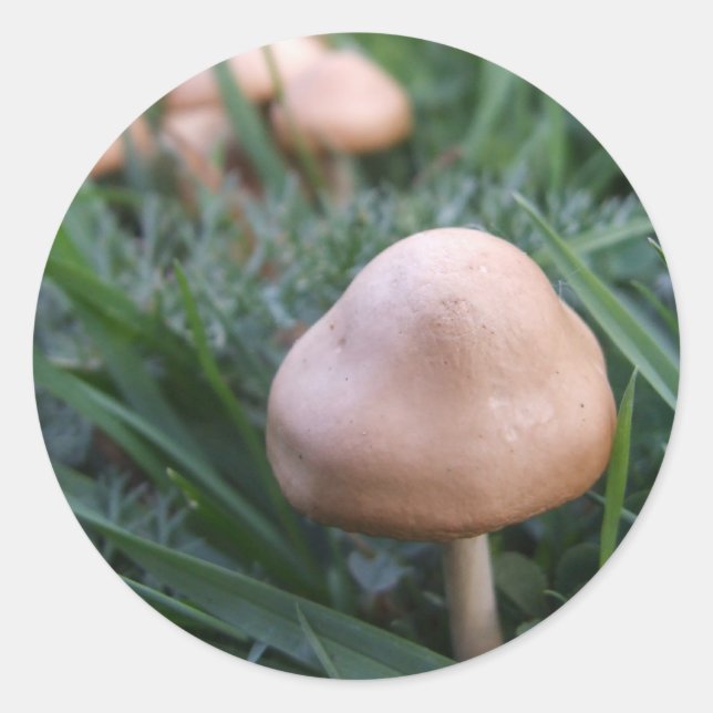 Adesivo Vinhetas de cogumelo (Frente)