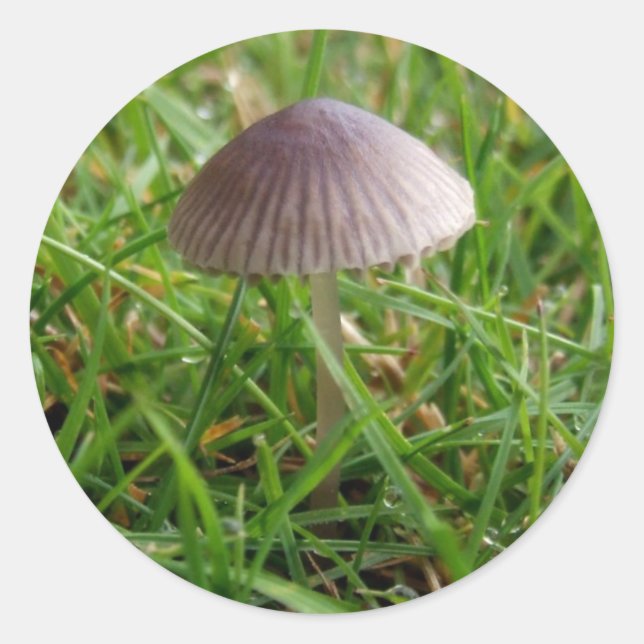 Adesivo Vinhetas de cogumelo (Frente)