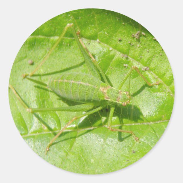Adesivo Vinhetas de críquete verde (Frente)