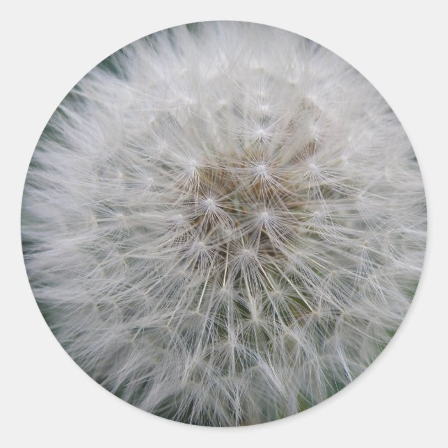 Adesivo Vinhetas de Dandelion para sementeira (Frente)