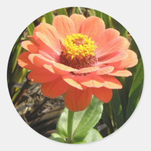 Adesivo Vinhetas de Flor Zinnia Laranja