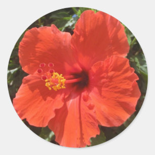 Adesivo Vinhetas de flores vermelhas do Havaí hibiscus