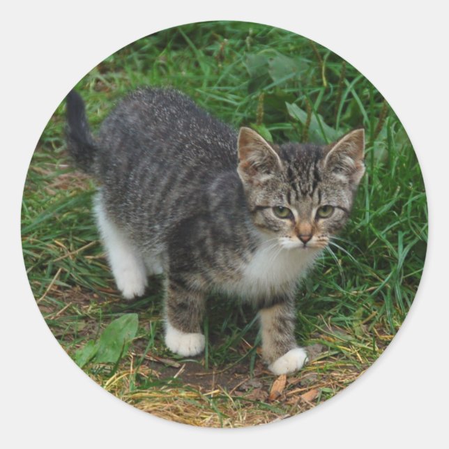 Adesivo Vinhetas de Gatinhos com Gelado de Tigre (Frente)