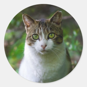 Adesivo vinhetas de gato de jardim