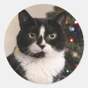 Adesivo Vinhetas de gato natalino
